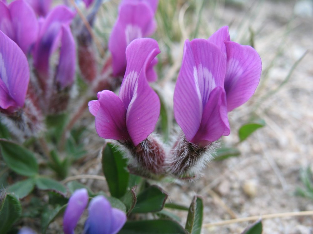 Image of Oxytropis triphylla specimen.