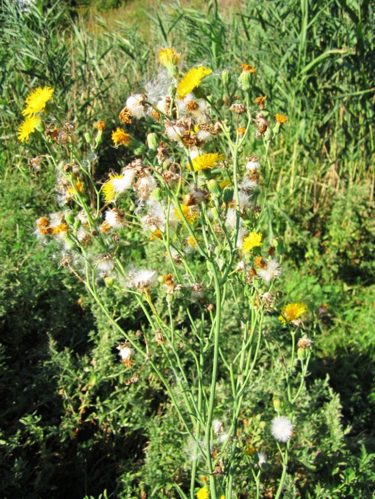 Image of Sonchus arvensis ssp. uliginosus specimen.