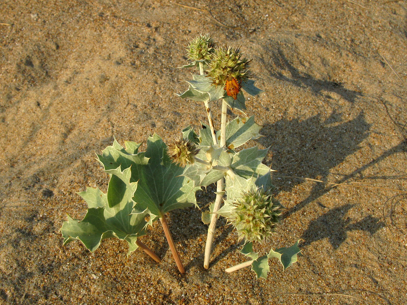 Image of Eryngium maritimum specimen.