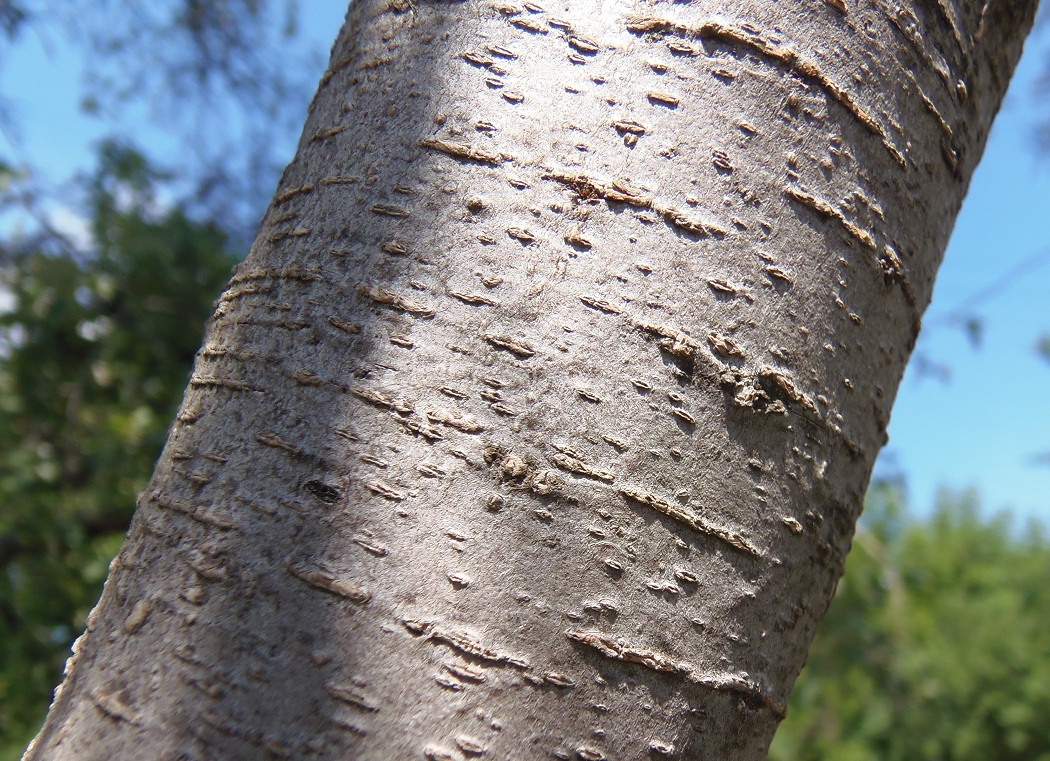 Image of genus Tamarix specimen.