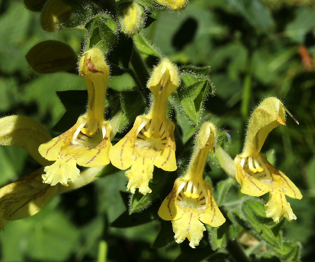 Изображение особи Salvia glutinosa.