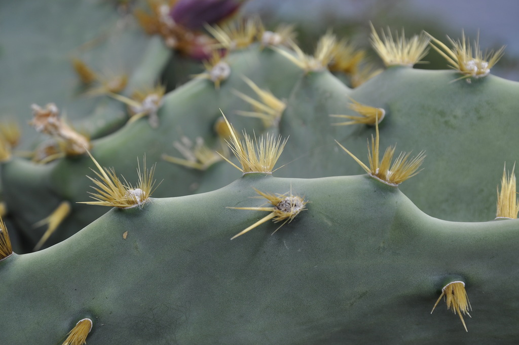 Изображение особи род Opuntia.