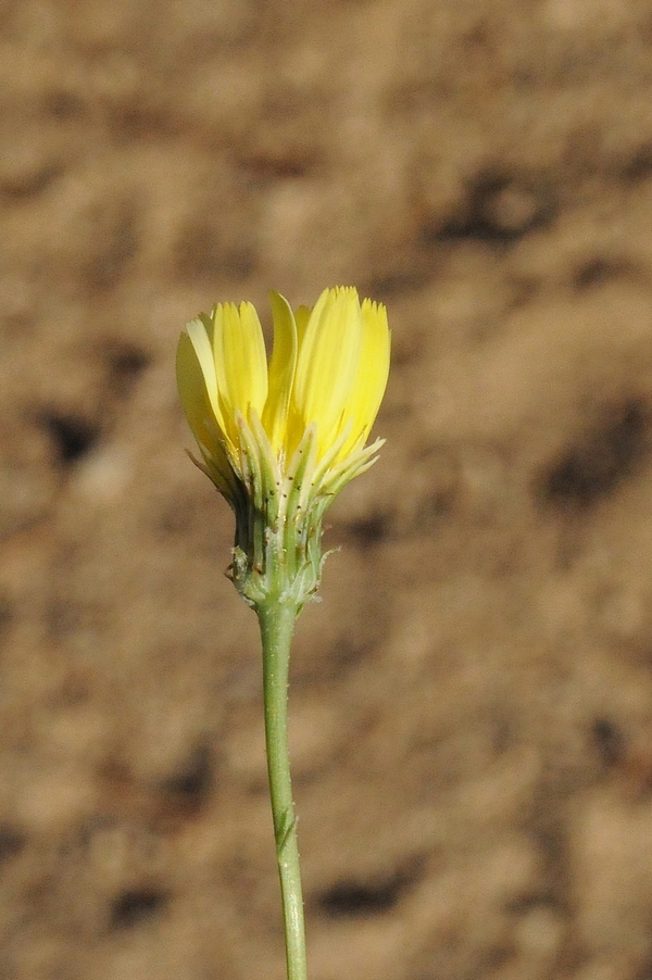 Изображение особи Malacothrix glabrata.