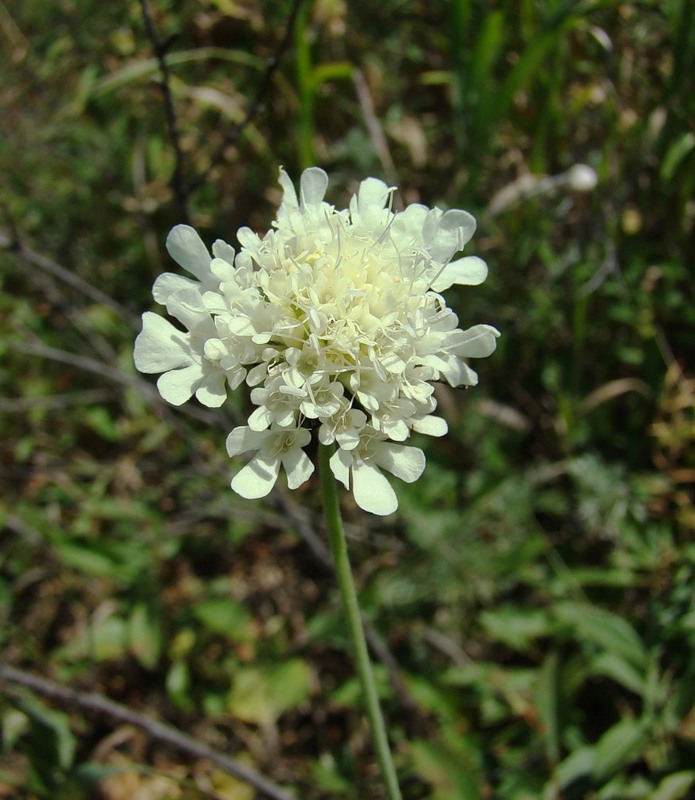 Изображение особи Scabiosa ochroleuca.