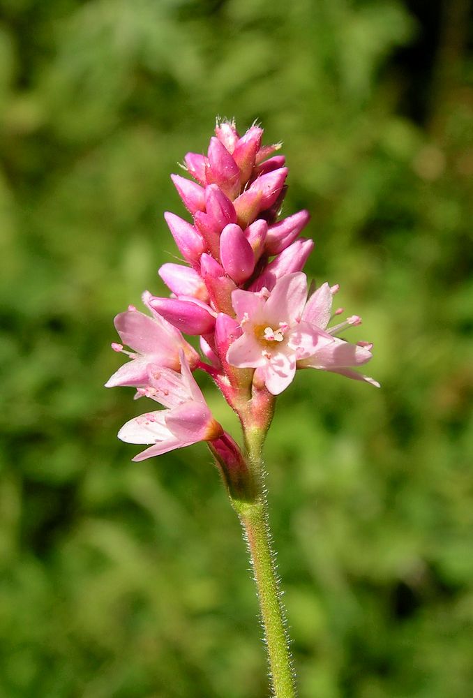 Image of Truellum japonicum specimen.