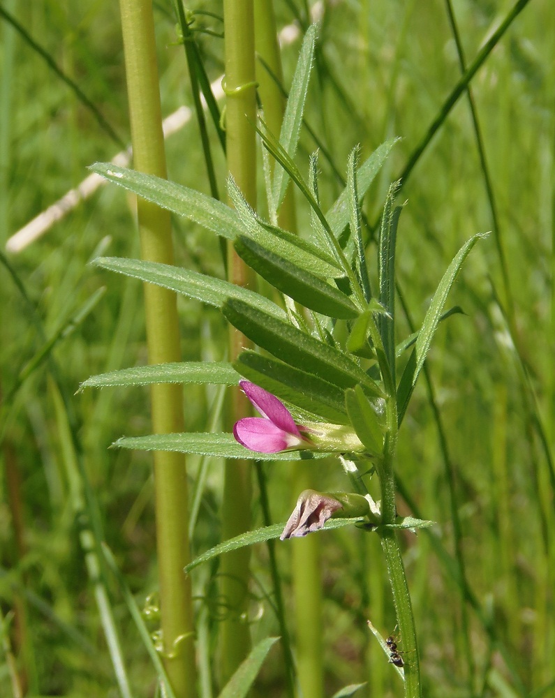 Image of Vicia angustifolia specimen.