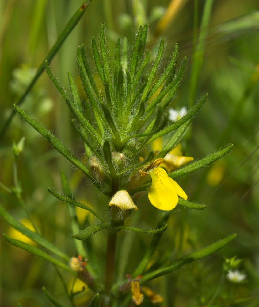 Image of Ajuga glabra specimen.