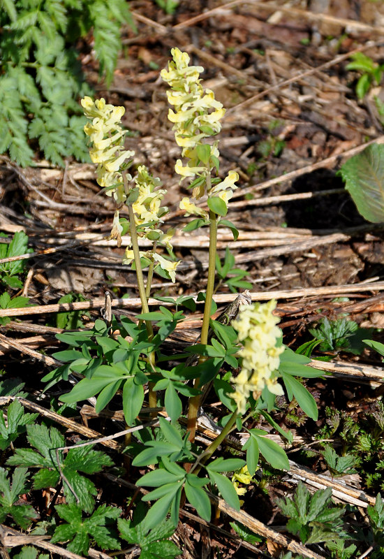 Изображение особи Corydalis marschalliana.