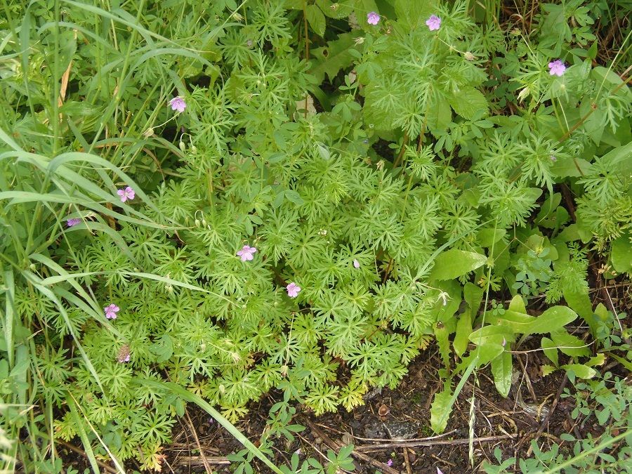 Image of Geranium columbinum specimen.