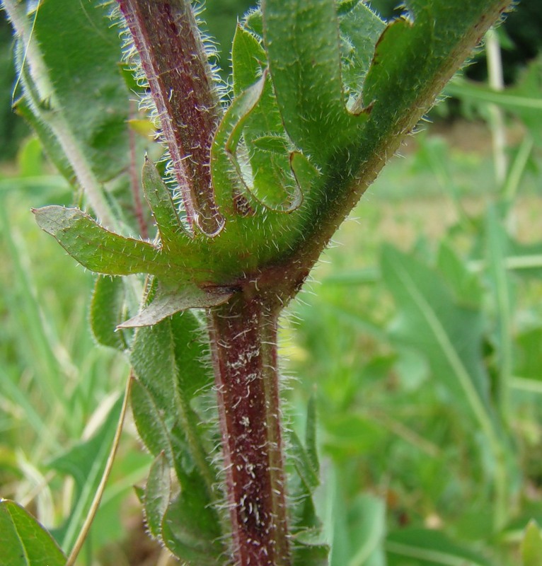 Image of Crepis foetida specimen.