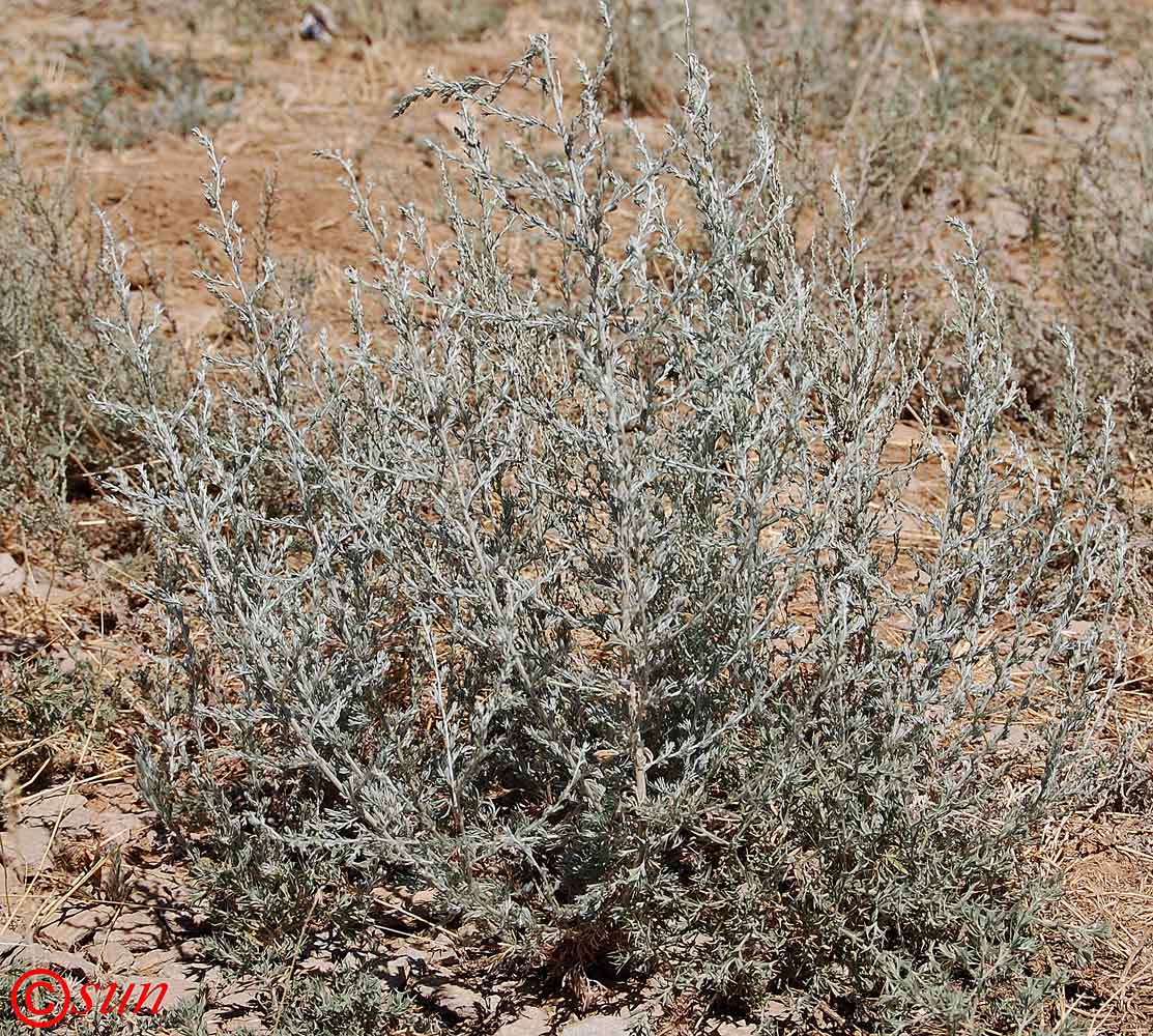 Image of Artemisia nitrosa specimen.