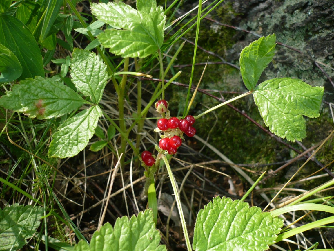 Image of Rubus saxatilis specimen.