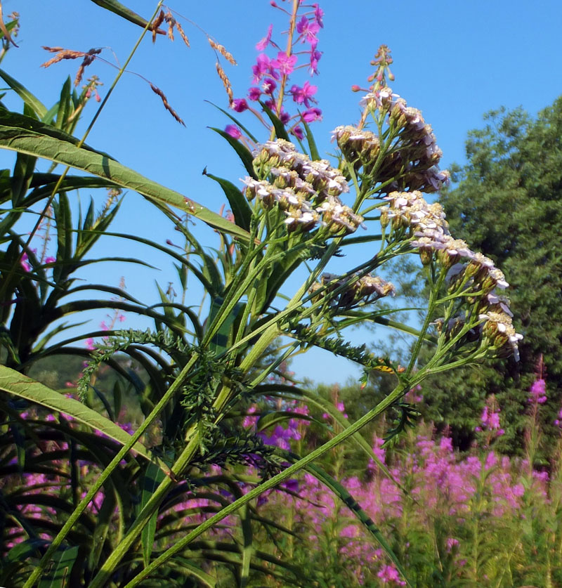 Image of Achillea millefolium specimen.