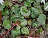 Saxifraga stolonifera. Прикорневые листья и основания цветоносных побегов. Германия, г. Дюссельдорф, Ботанический сад университета. 03.06.2014.