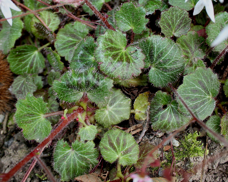 Image of Saxifraga stolonifera specimen.