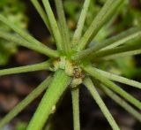 Heteromorpha arborescens