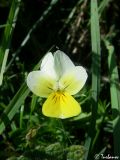 Viola tricolor ssp. alpestris