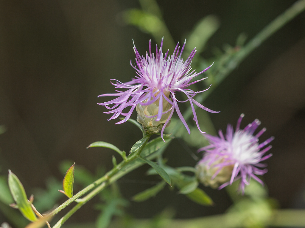 Image of genus Centaurea specimen.