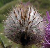 Cirsium polonicum. Нераскрывшаяся корзинка. Курская обл., Железногорский р-н, с. Волково, остепнённый склон балки. 3 августа 2009 г.