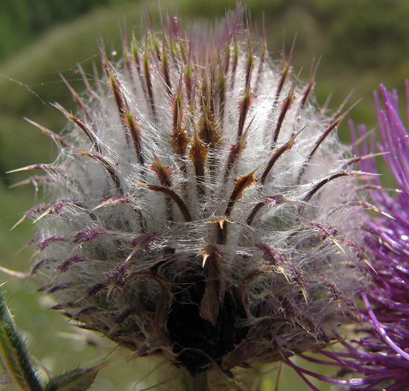 Image of Cirsium polonicum specimen.