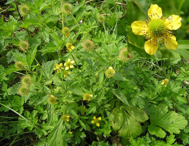 Изображение особи Geum aleppicum.