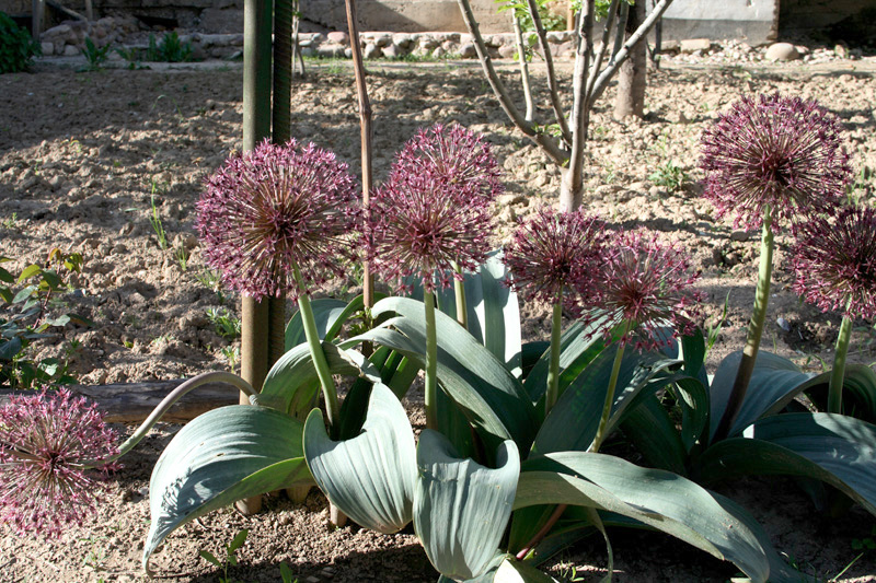 Image of Allium karataviense ssp. henrikii specimen.