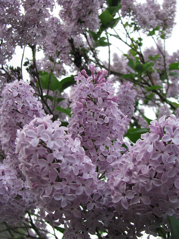 Image of Syringa vulgaris specimen.