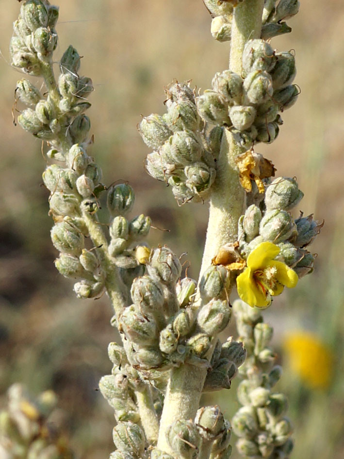 Изображение особи Verbascum songaricum.