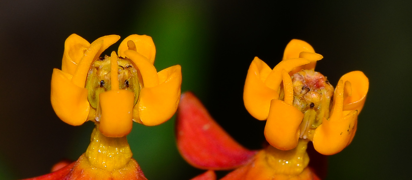 Image of Asclepias curassavica specimen.