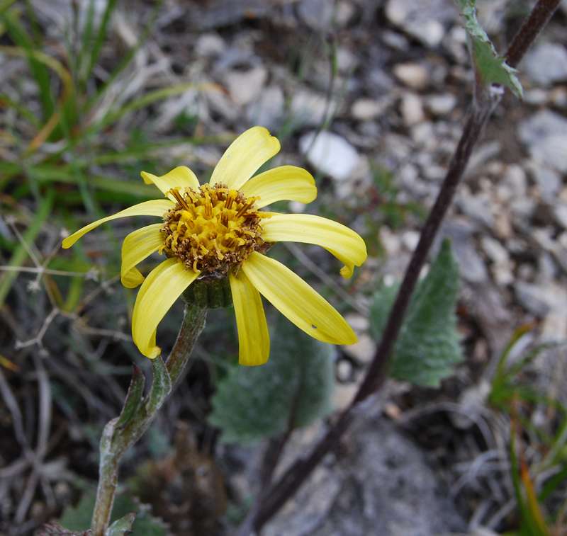 Image of Ligularia robusta specimen.