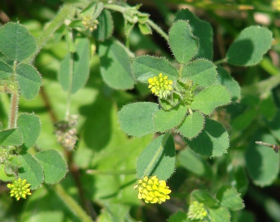 Изображение особи Medicago lupulina.