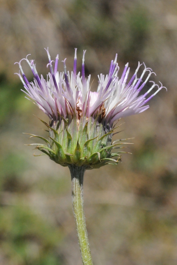 Image of Jurinea lanipes specimen.