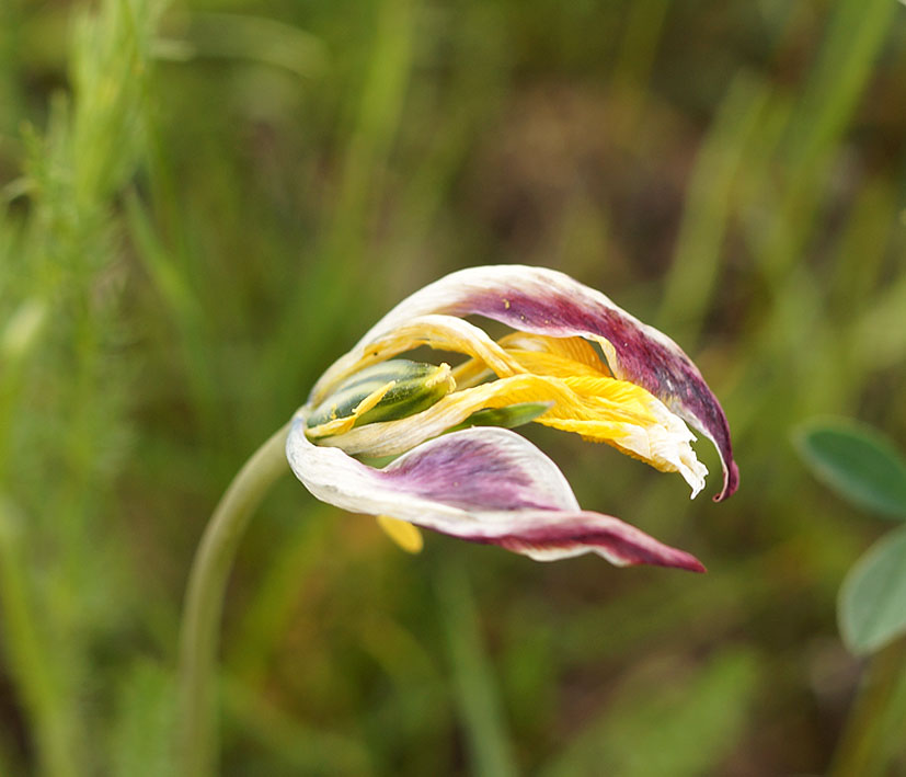 Изображение особи Tulipa tetraphylla.