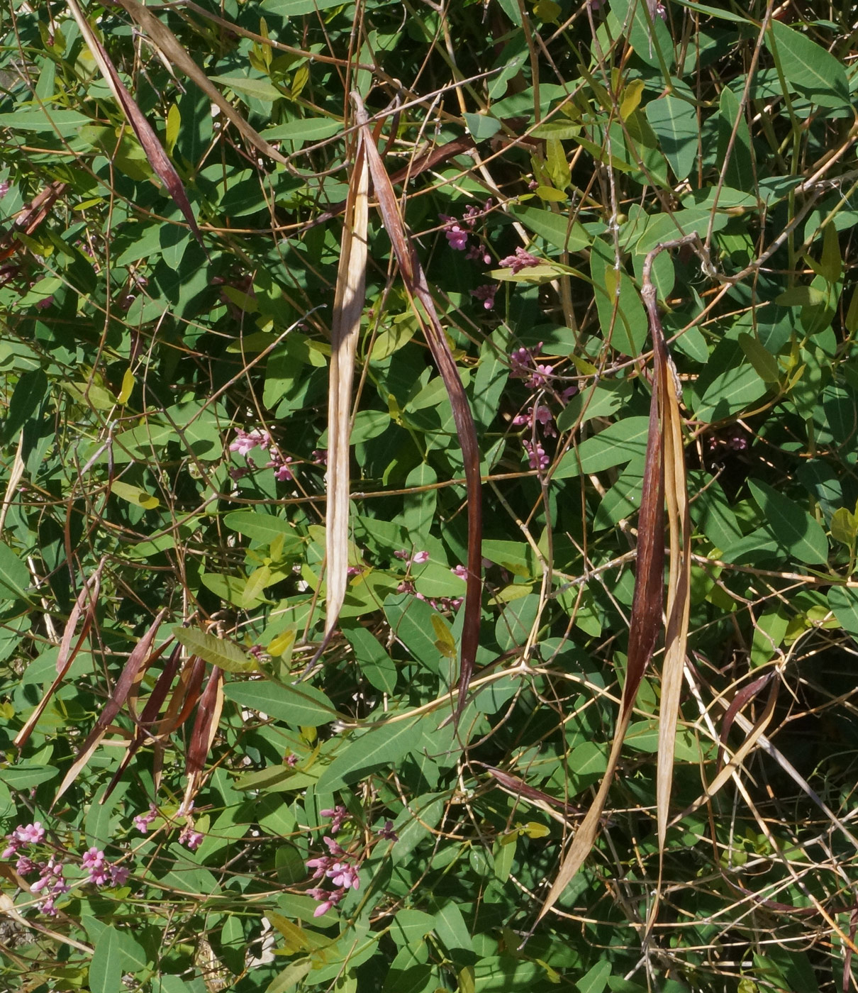 Image of Trachomitum lancifolium specimen.