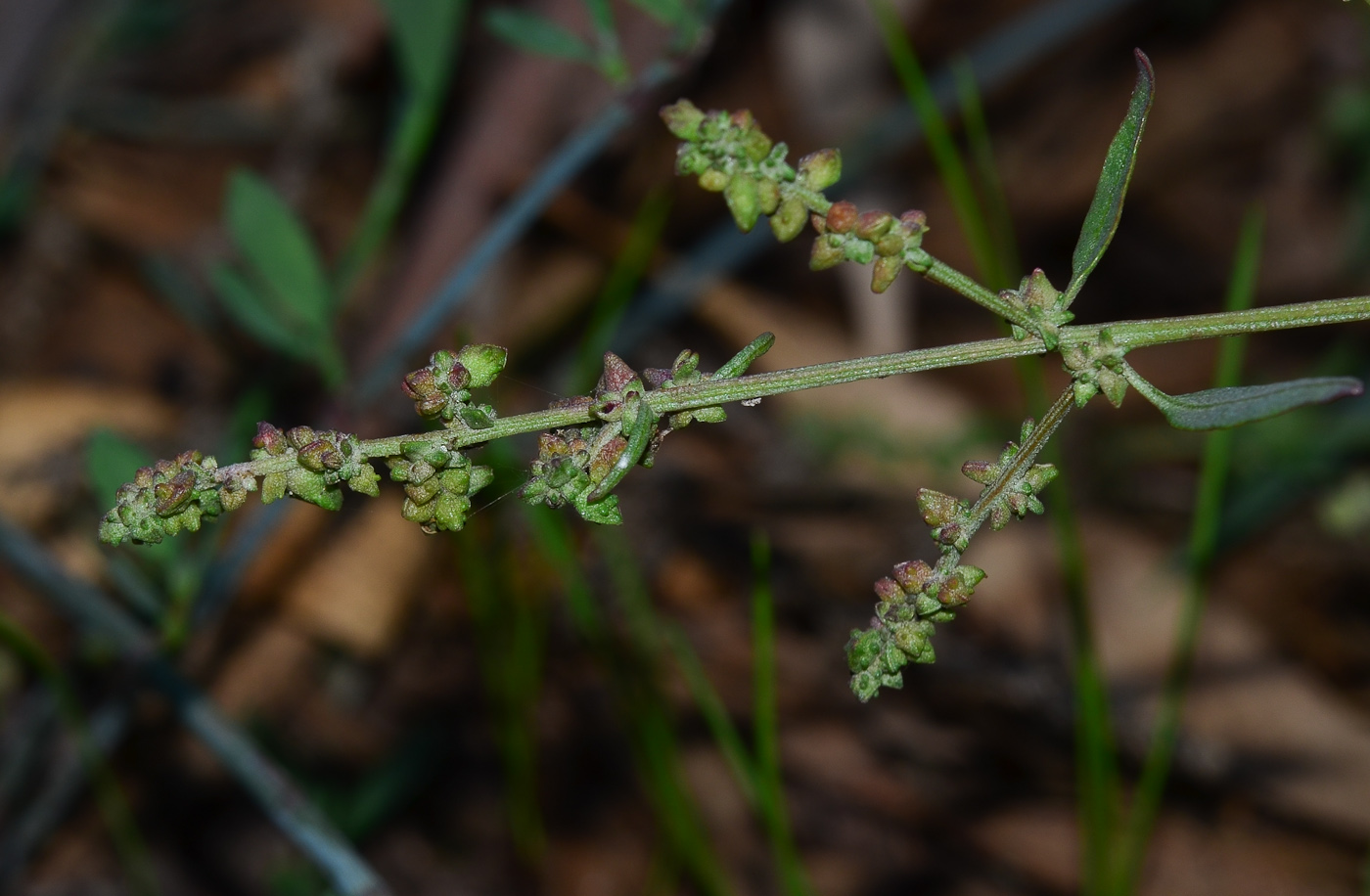 Image of Atriplex davisii specimen.