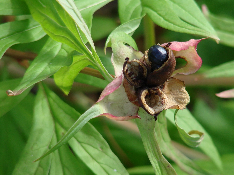 Image of Paeonia anomala specimen.