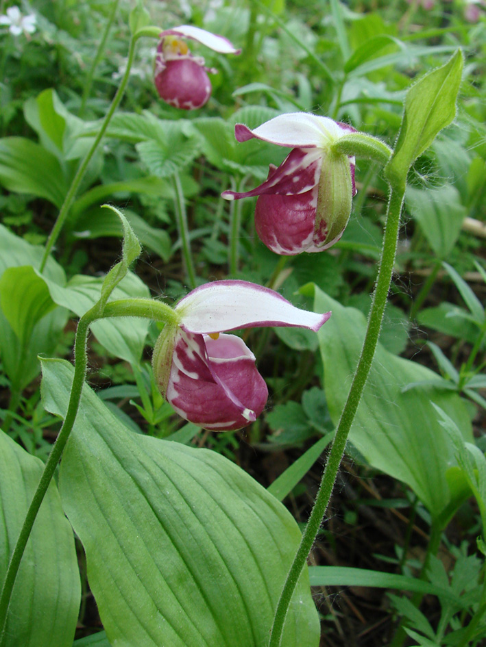 Image of Cypripedium guttatum specimen.