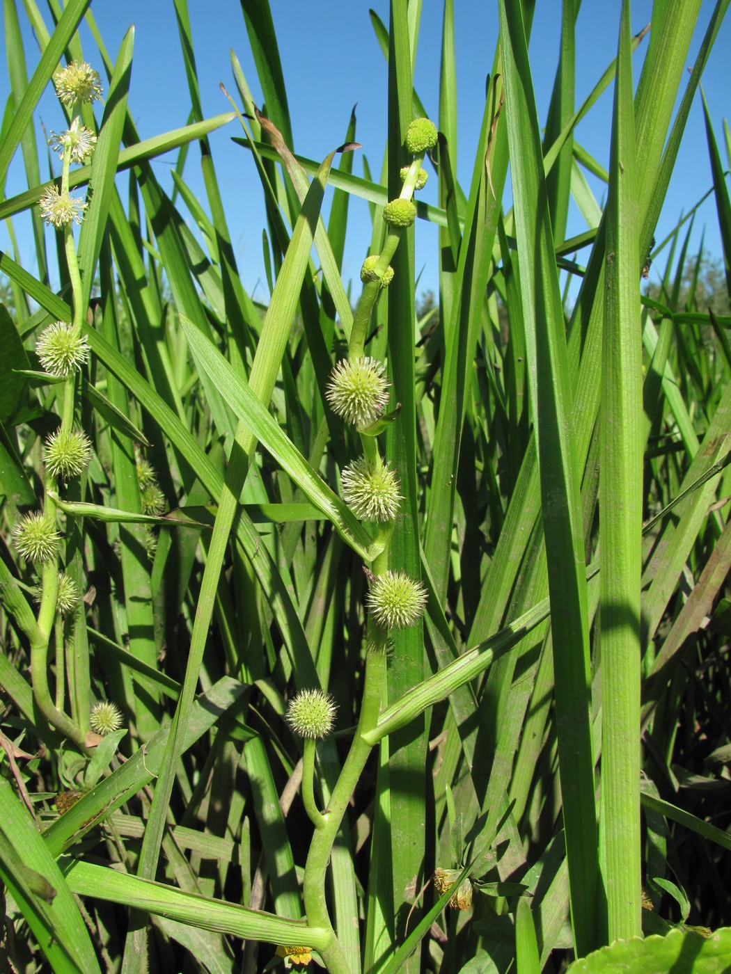 Image of Sparganium emersum specimen.