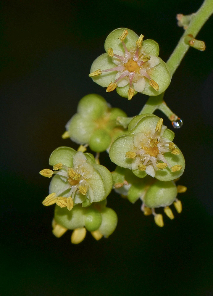 Image of Cupaniopsis anacardioides specimen.