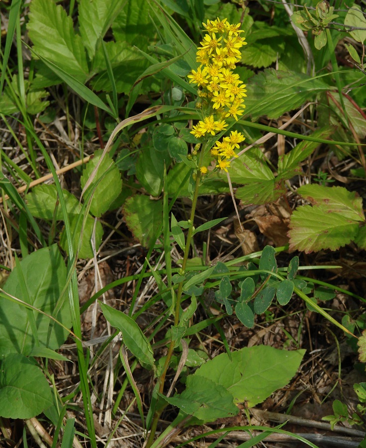 Image of Solidago virgaurea specimen.