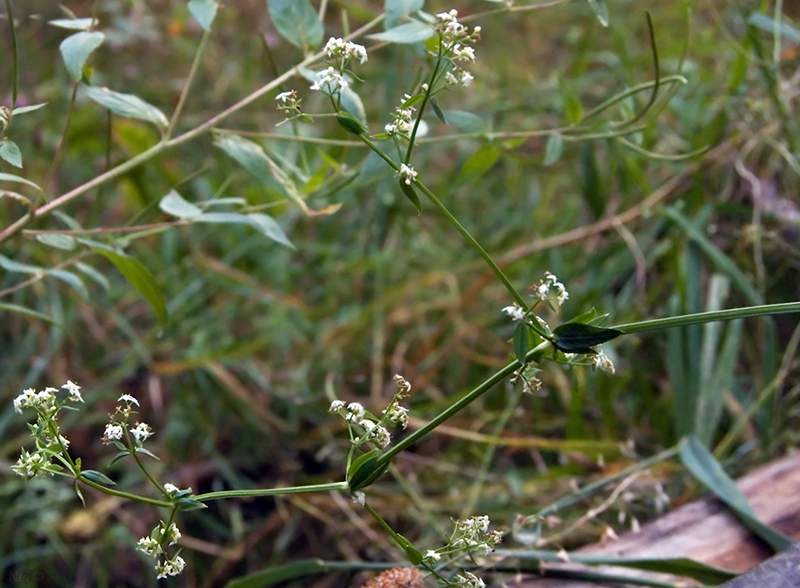 Image of Galium mollugo specimen.