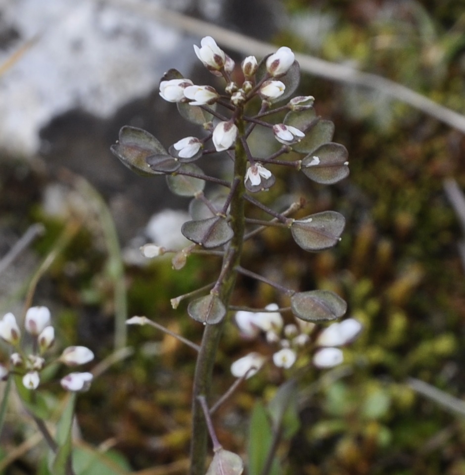 Image of Microthlaspi perfoliatum specimen.