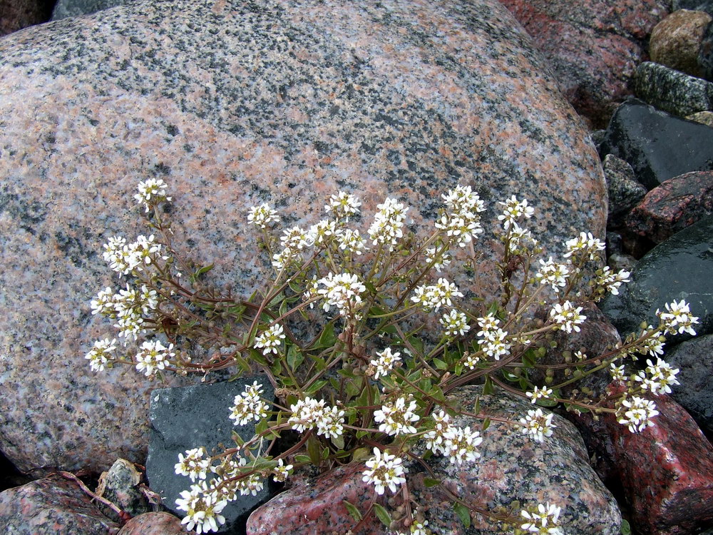 Image of Cochlearia arctica specimen.