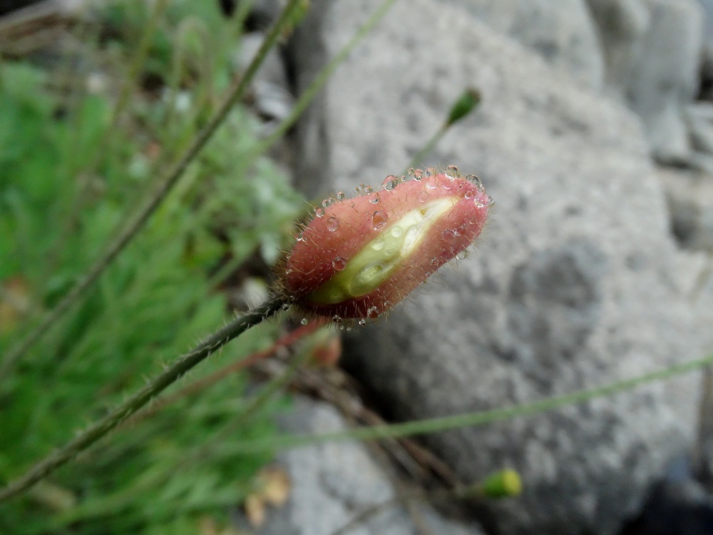 Изображение особи Papaver anomalum.