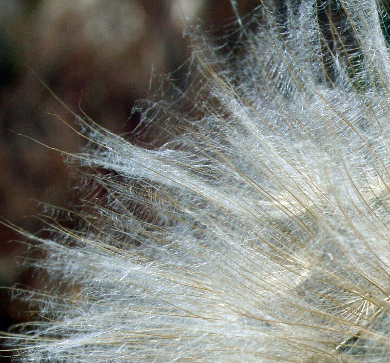 Image of Tragopogon dubius ssp. major specimen.