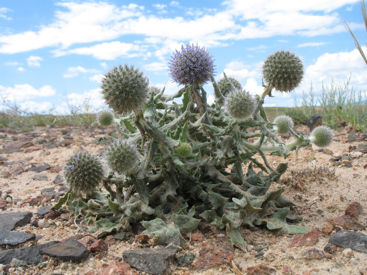 Изображение особи Echinops nanus.