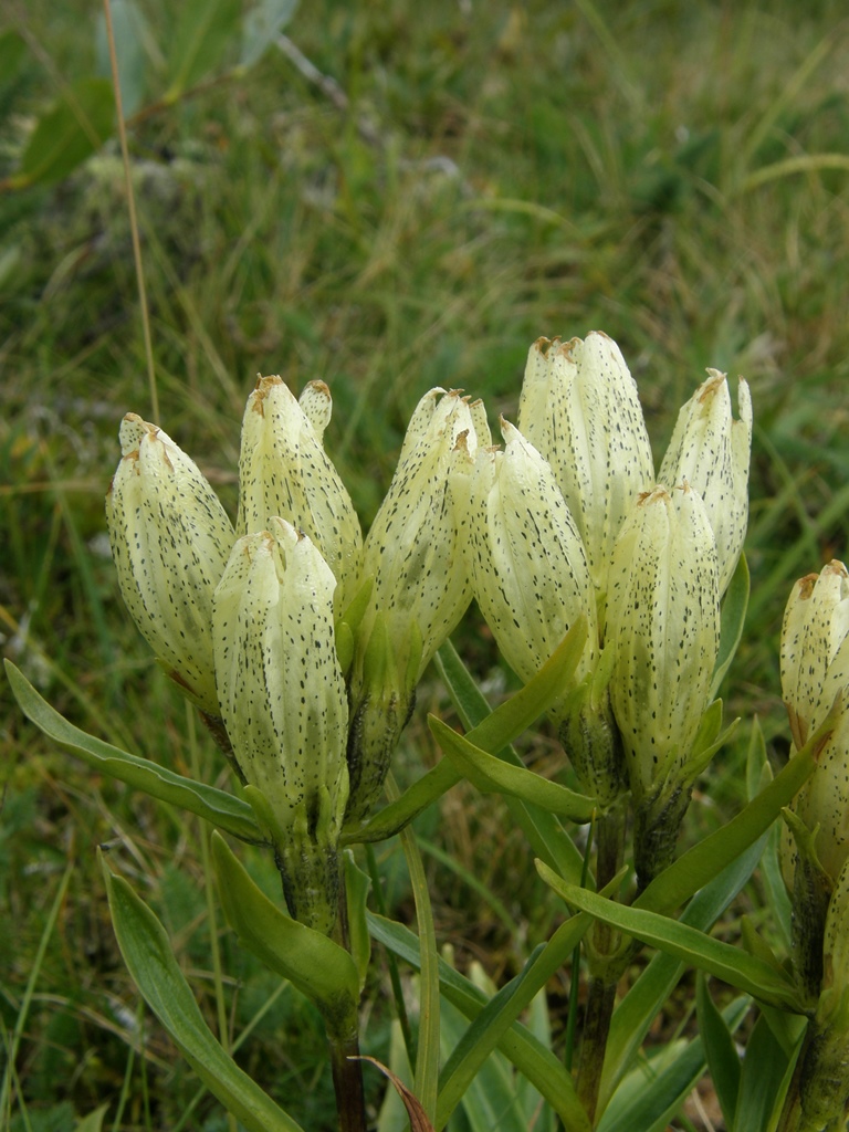 Image of Gentiana algida specimen.