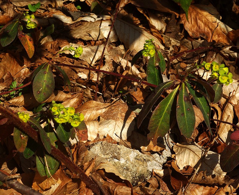 Image of Euphorbia amygdaloides specimen.