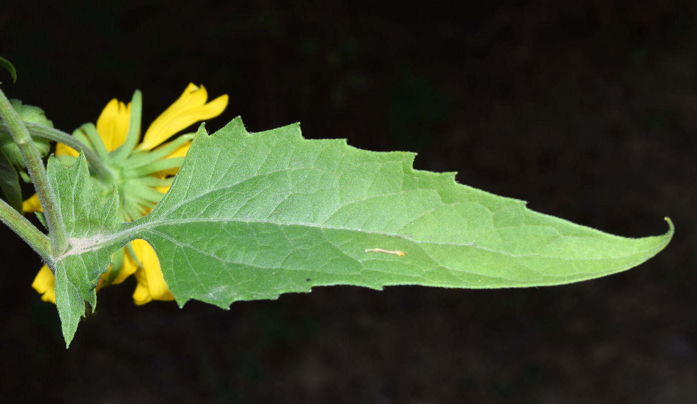 Image of Verbesina encelioides specimen.