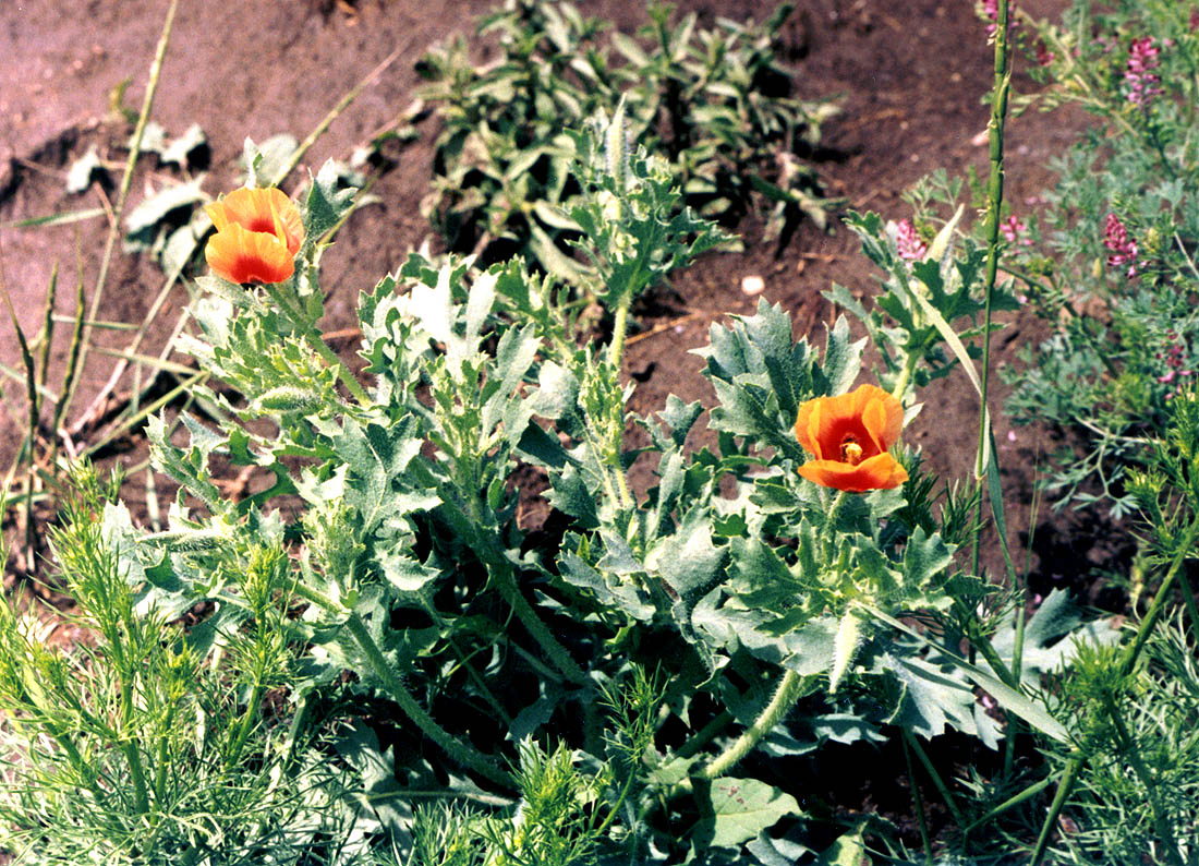 Изображение особи Glaucium corniculatum.